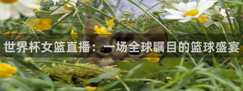 世界杯2026预选赛:世界杯女篮直播:一场全球瞩目的篮球盛宴